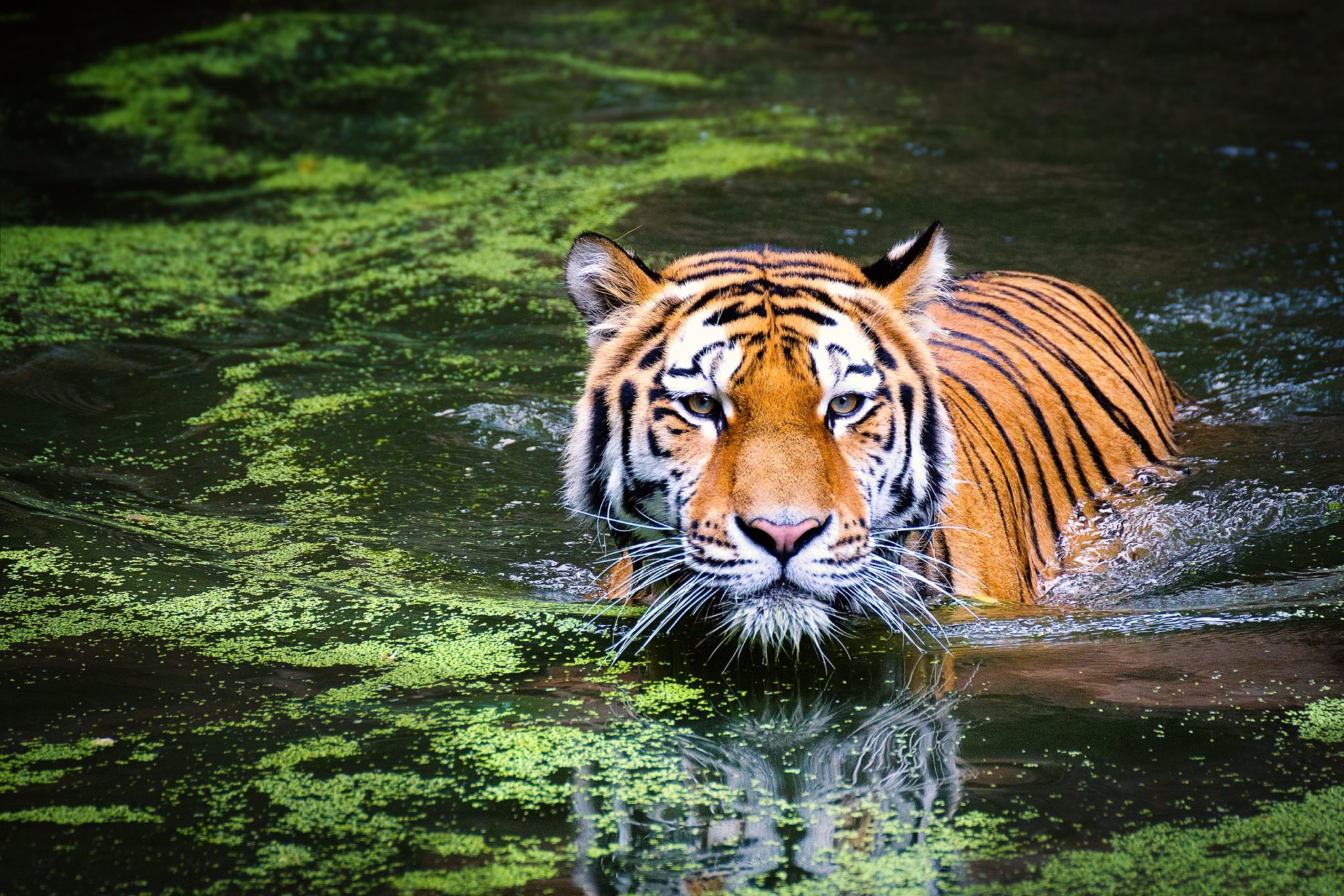 Enchanting-Travels-India-Tours-Tiger-Safaritiger-2535888-1-scaled-1-2048×1365