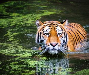 Enchanting-Travels-India-Tours-Tiger-Safaritiger-2535888-1-scaled-1-2048x1365